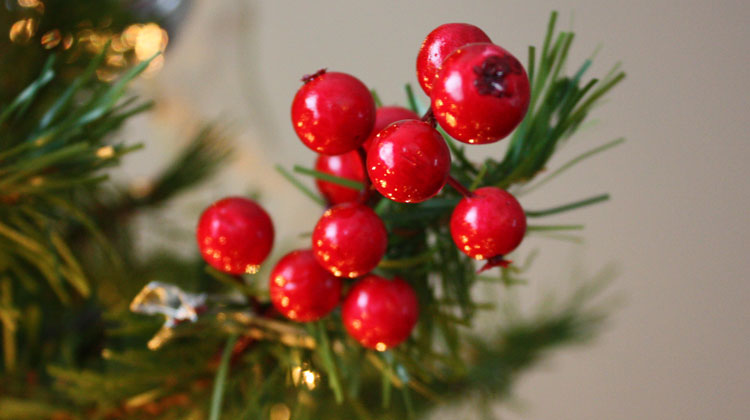 Christmas Tree Berries - B Superb.