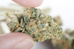 Beginner’s Guide to Safely Using THCa Flower