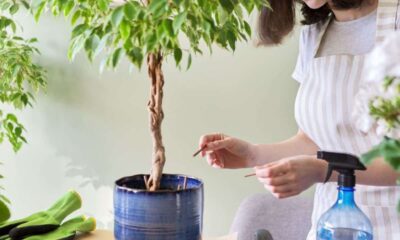 ficus benjamina