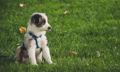 Dog Harnesses