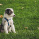Dog Harnesses