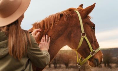 Horse Medical Insurance