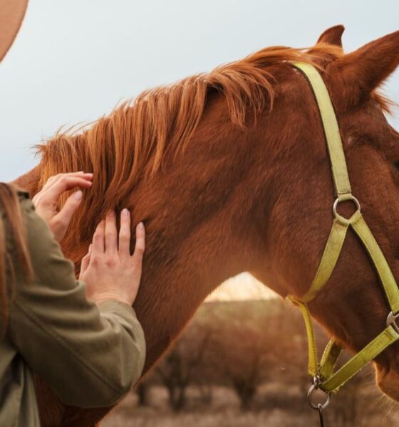 Horse Medical Insurance