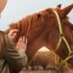 Horse Medical Insurance