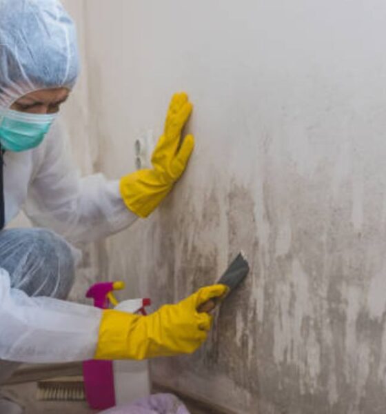 Mold Remediation