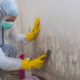 Mold Remediation