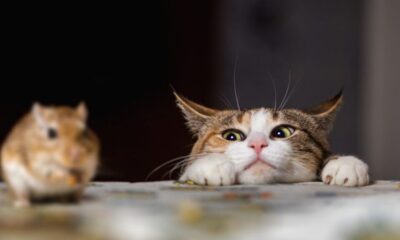 Pest Control