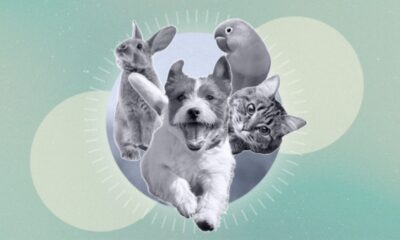 Pet Psychics