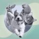 Pet Psychics