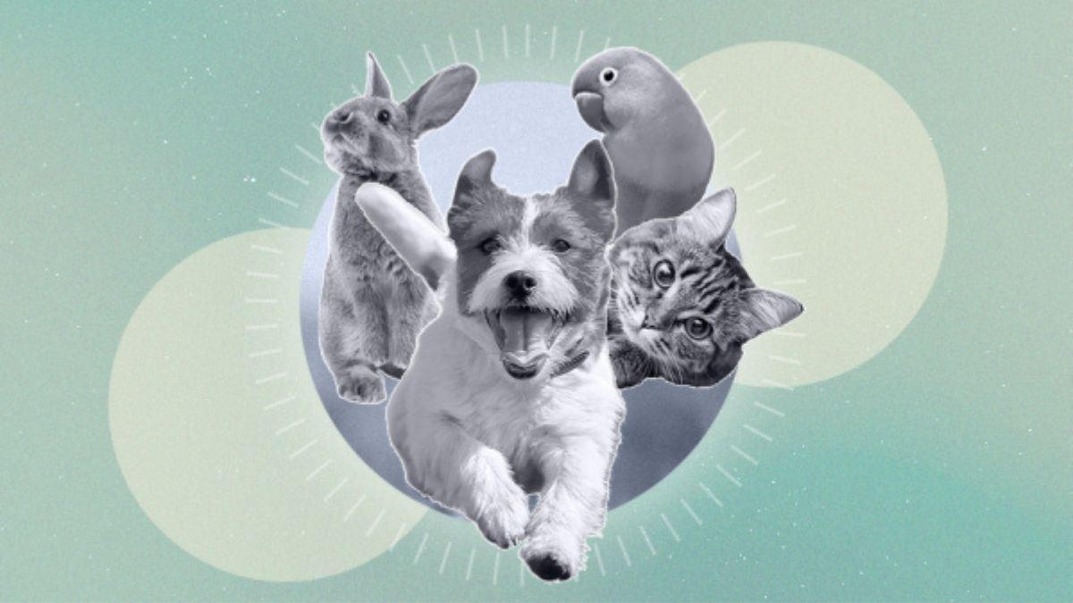 Pet Psychics