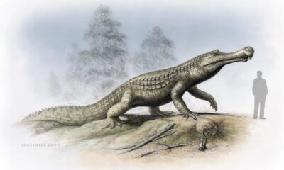 crocolini