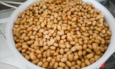 insoya