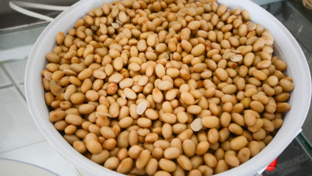insoya
