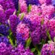 jacinthe hyacinthus orientalis