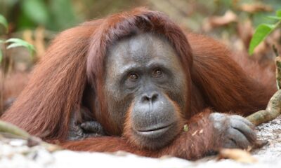 orangatang