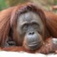 orangatang