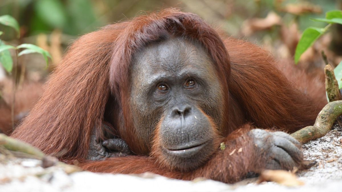 orangatang