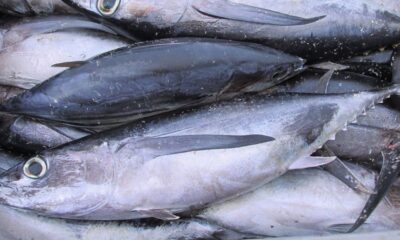 albacore tuna