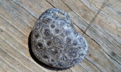petoskey stone