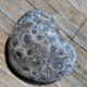 petoskey stone