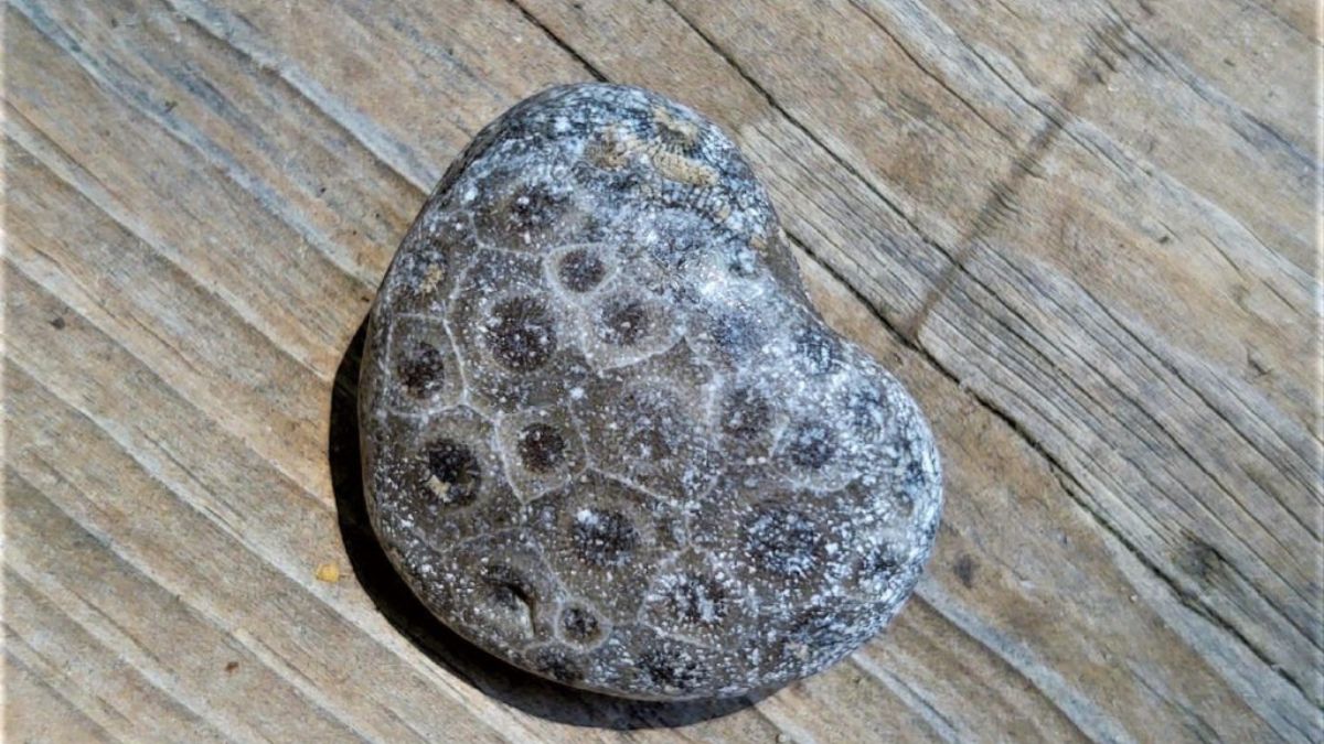 petoskey stone