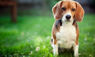 Beagle Financial Services