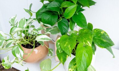 golden pothos