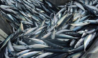 mackerel fish