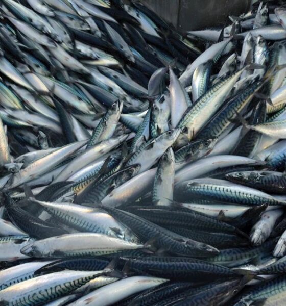 mackerel fish