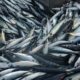 mackerel fish