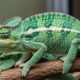 chameleónovité