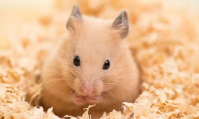 hamster
