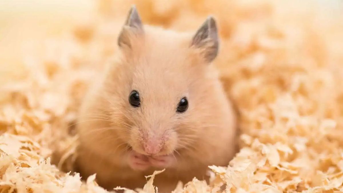 hamster