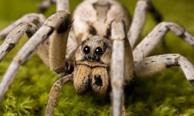 wolf spider