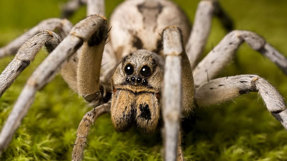 wolf spider