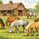 Horse Boarding
